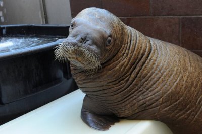 Orphaned baby walrus survived Hurricane Sandy.