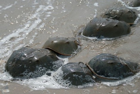 Horseshoe Crab Mating Encyclopedia of Life/Asturnut