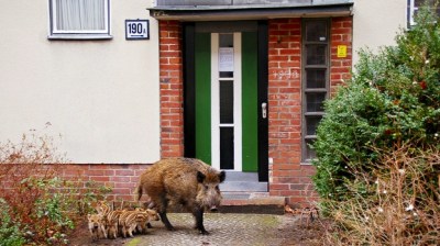 Some 3000 wild boars live in Berlin