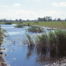 Oostvaardersplassen(Netherlands)