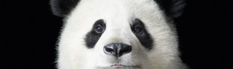 Book jacket More than Human"