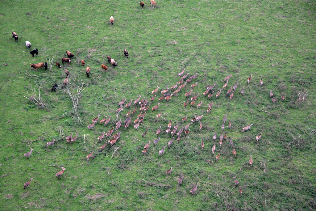 Red deer and Heck cattle at Oostvaardersplassen.