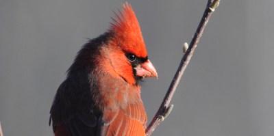 Cardinal. Photo by Michele Black