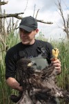 Forester holds a rare white-tailed eagle. A breeding pair arrived on their own -- a great victory for OVP. Courtesy of Staatsbosbeheer.nl.