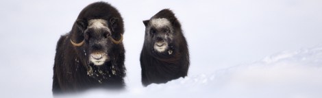 Moschus Credit Marc Steichen