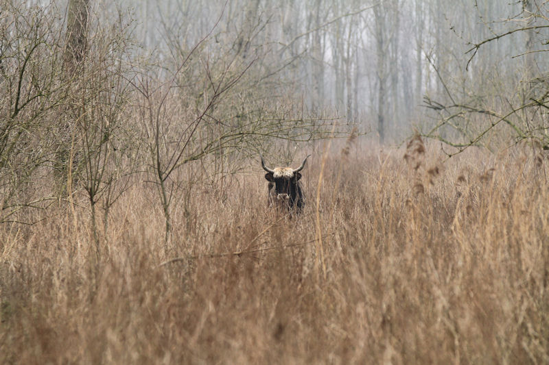 Heck cattle are named for two brothers who cross- and back-bred the cattle to have aurochs-like characteristics (ancient mammals that went extinct by the 19th century). Courtesy of Staatsbosbeheer.nl.