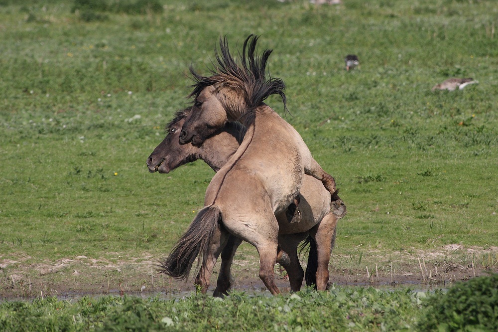 Konik horses on new documentary film.