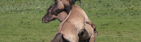 Konik horses on new documentary film.