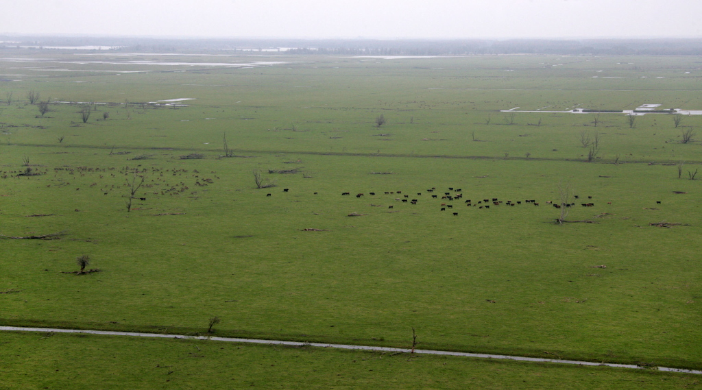 Lush grassland at Oostvaardersplassen.