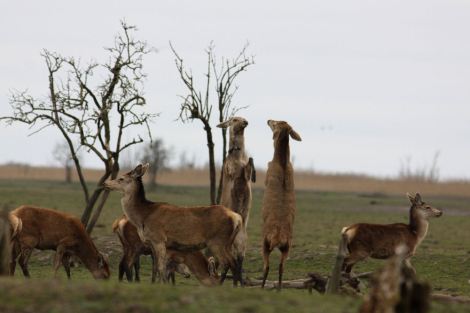 Red deer at Oostvaardersplassen