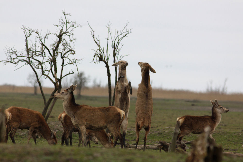 Red deer at Oostvaardersplassen