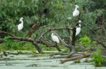 Danube delta waterfowl and birds.