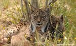 Endangered Iberian Lynx