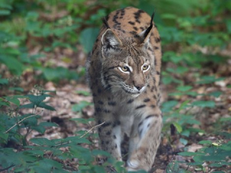 Balkan Lynx