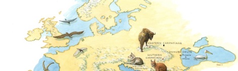 Rewilding Europe map