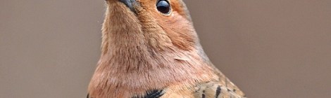 Northern Flicker. Courtesy of Gary Mueller (rights reserved). National Audubon Society