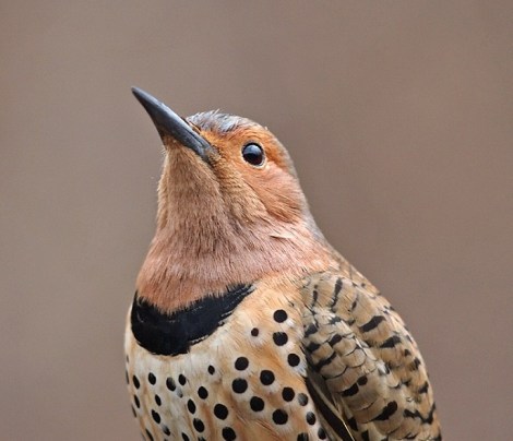 Northern Flicker. Courtesy of Gary Mueller (rights reserved). National Audubon Society