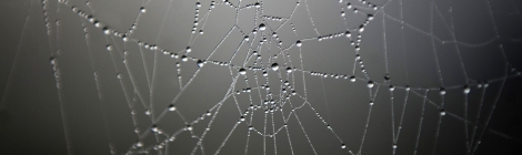 Water beading on a spiderweb. Courtesy Daniel Ochoa de Olza. Our thanks to AP. All rights reserved.