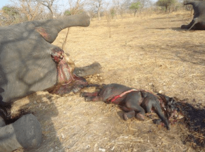 Aborted elephant calf and headless mother. Courtesy Elephant SOS.