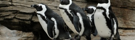Black Footed Penguins Photo by Julie Larsen Maher. Courtesy New York Aquarium