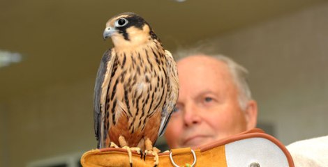 Courtesy of Abu Dhabi Falcon Hospital. 