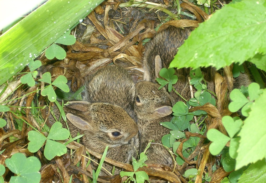 A spring litter in our garden