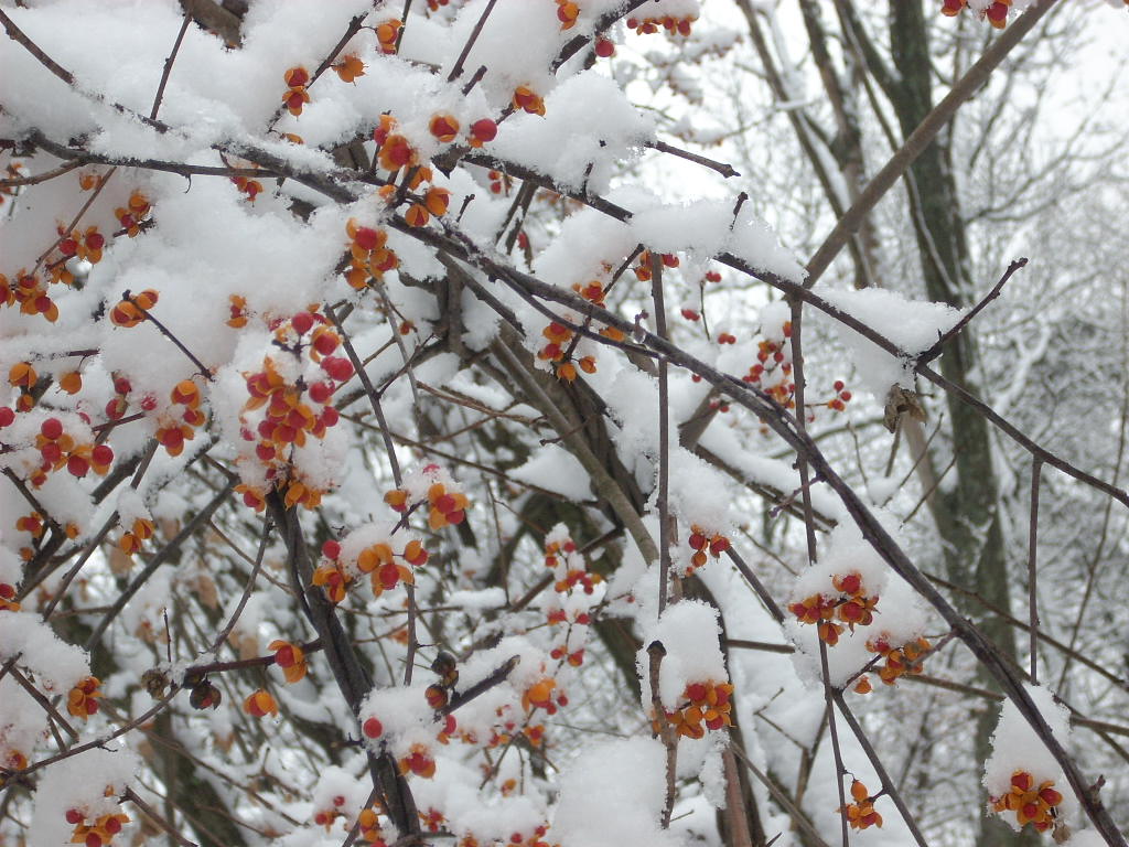 Bittersweet in Cacapon State Park, West VA