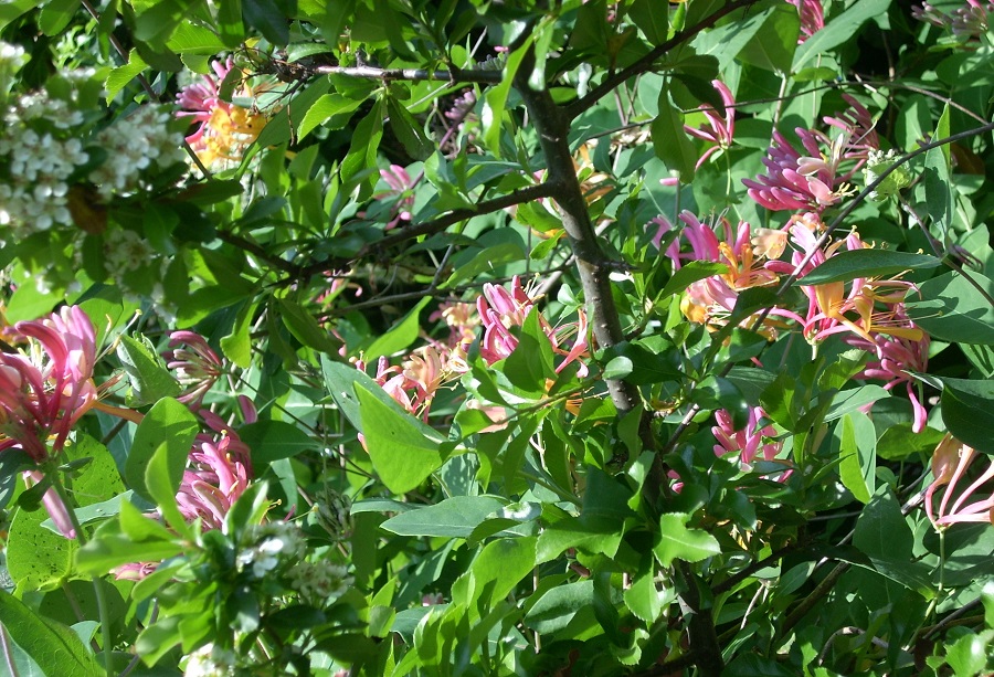 Pink lemonade honeysuckle