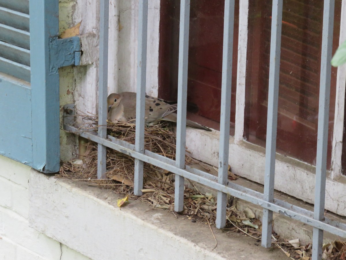 Mourning Dove nesting at a Georgetown townhouse