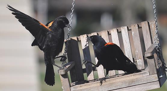 Redwing blackbirds by Michelle LaSalle LA