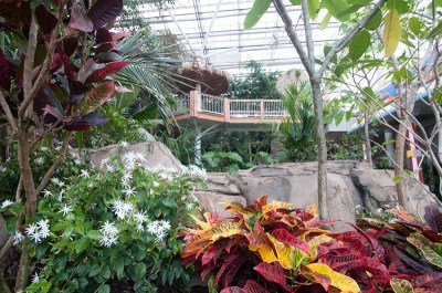 Tropical Forest Conservatory. India is the current featured forest. Photo Paul G. Wiegman