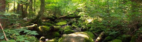 The Adirondacks are well documented in Eric Rutkow's Canopy. Photo courtesy of Wiki Commons