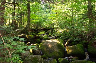 The Adirondacks are well documented in Eric Rutkow's Canopy. Photo courtesy of Wiki Commons
