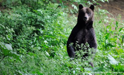 Eurasian brown bear (Ursus arctus) at a "watching site" in Southern Carpathians © Staffan Widstrand/Wild Wonder of Europe