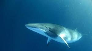 Fin Whale facebook