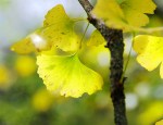 Gingko golden leaves in autumn Photo by ASJI