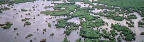 View on water landscape with trees at the Lake Neusiedl National Park, located at the Austria-Hungarian border region. All rights reserved © 2005 Archiv Nationalpark Neusiedler See