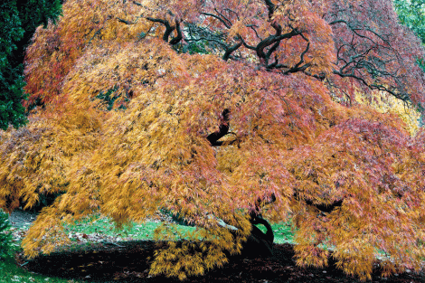 Magnificent Trees of The New York Botanical Garden. Photograph by Larry Lederman