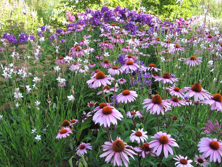 Coneflowers at the Zoo's roof garden