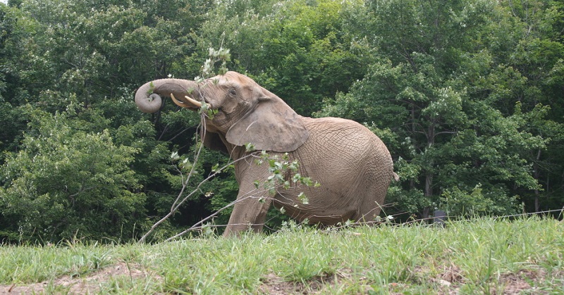 At the International Conservation Center (Pittsburgh Zoo) a biomass burner can dry, resize, store and burn elephant waste. It's a great alternative to the landfill. An elephant produces 100-125 pounds of poop a day. The burner can produce 2000 pounds a day.