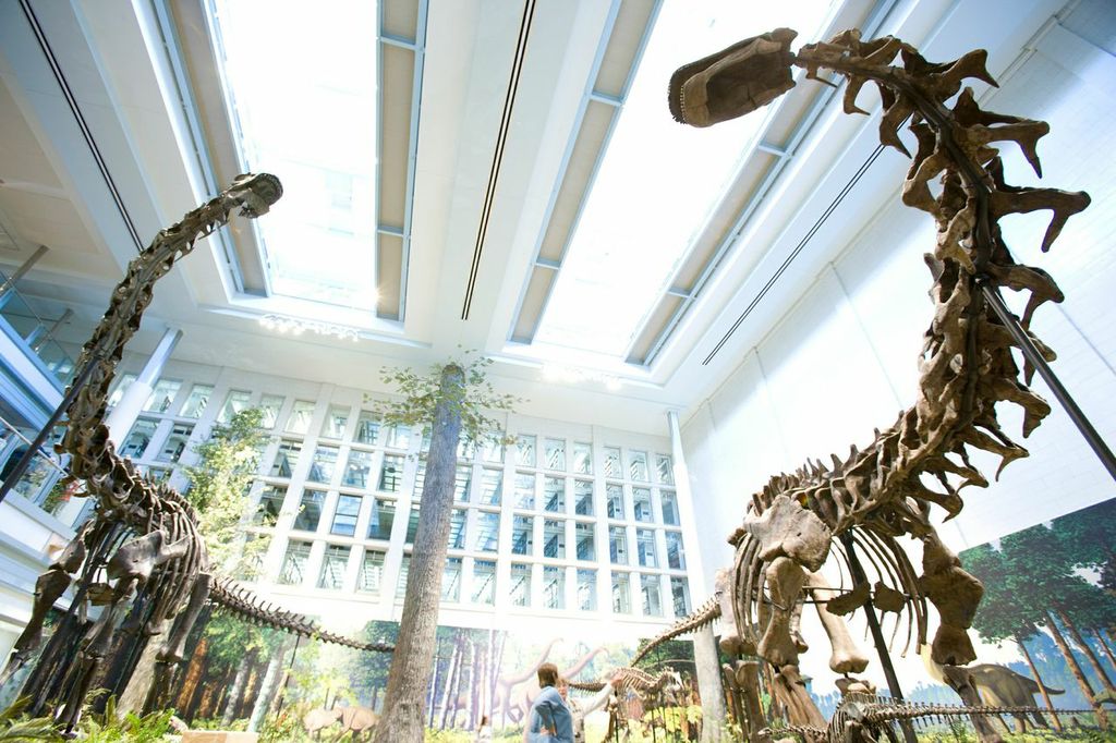 Two large, insulated skylights help with natural lighting in the Dinosaurs in Their Time exhibit.