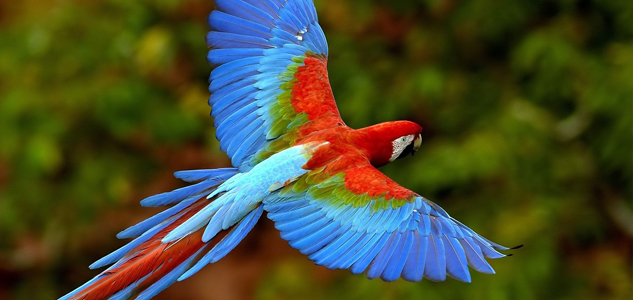 Macaw at the National Aviary is one of 150+ species, many of them rare and endangered.