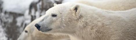 Endangered and struggling for survival