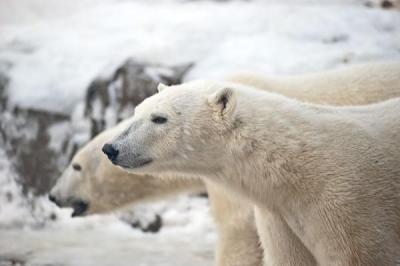 Endangered and struggling for survival