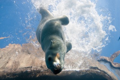 Aurora, the polar bear. Photo by ©Paul A. Selvaggio