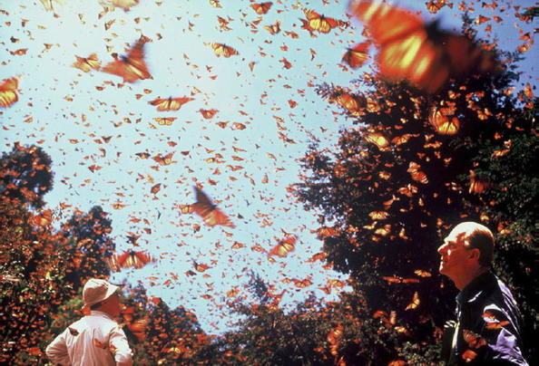 Réserve de biosphère du papillon monarque