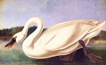 John James Audubon (1785–1851), Tundra Swan (Cygnus columbianus), Havell pl. 411, 1838. 