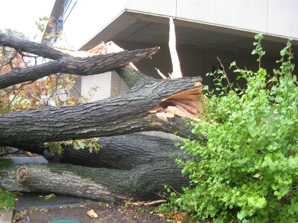 Red Oak uprooted near Pfizer Lab Building at the New York Botanical Garden was among hundreds damaged and destroyed during Hurricane Sandy.