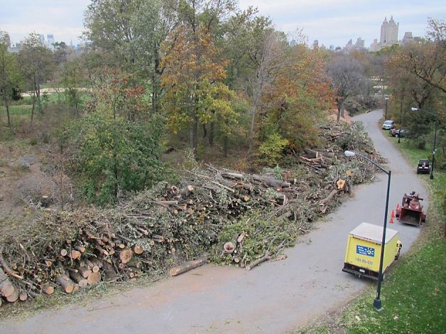 Tree loss in historic Central Park - over 800 trees damaged and downed.