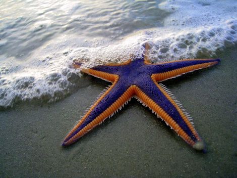 Royal Star Fish -Astropecten articulatus, Daytona Beach Shores, Fla.  Copyright Marc Walz. (Posted on the Encyclopedia of Life)